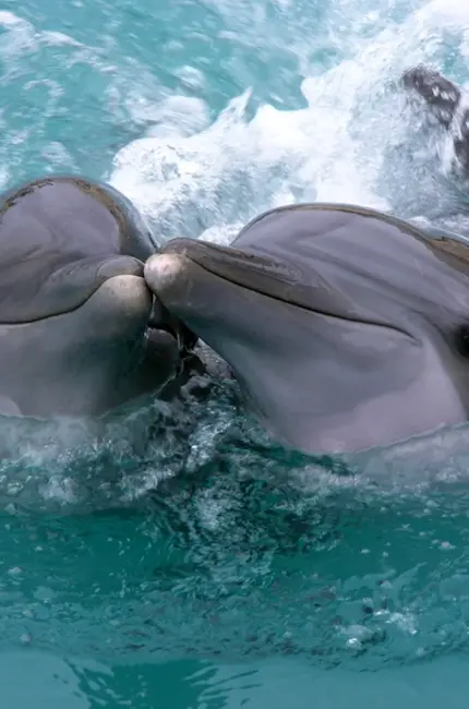 Дельфин афалин Окинава. Картинка