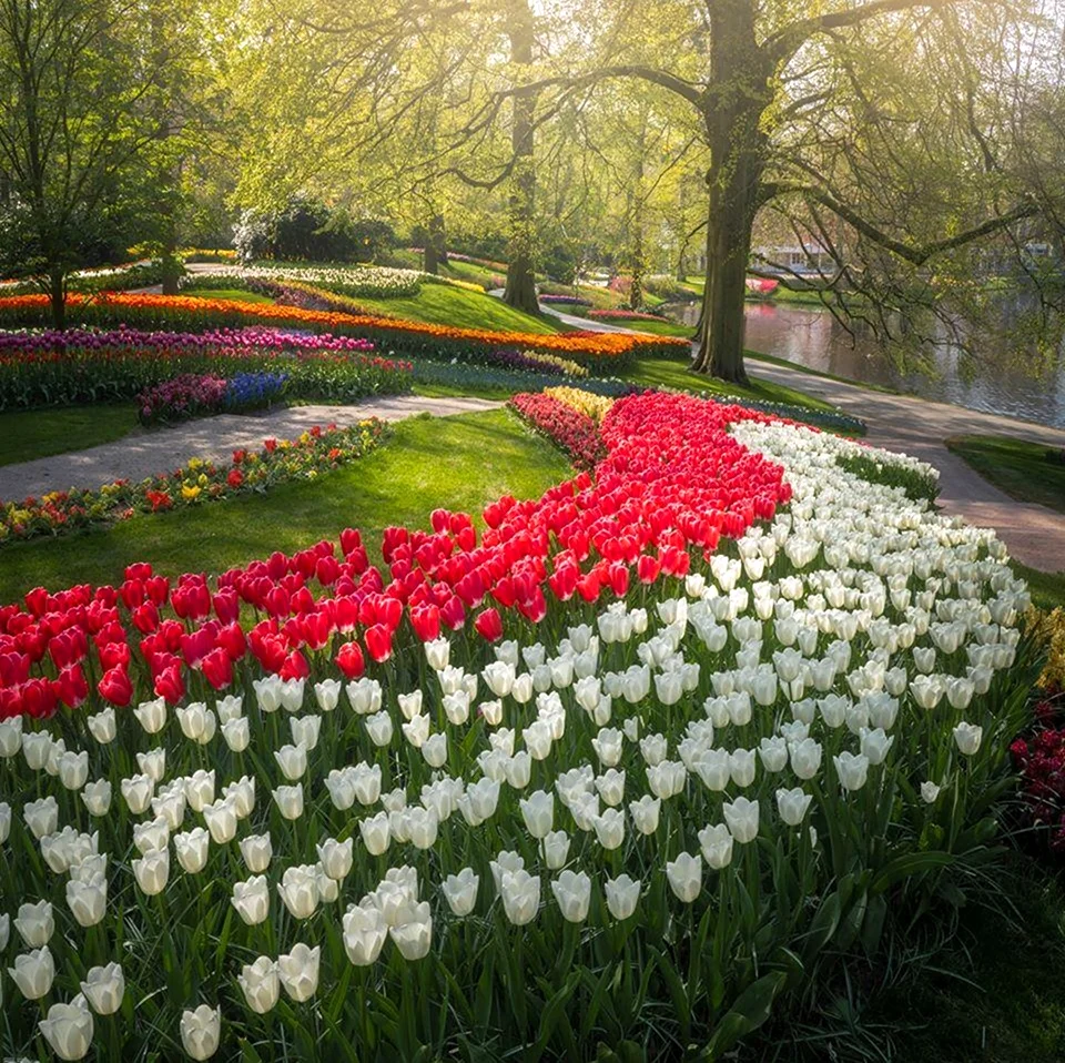 Королевский парк цветов Кейкенхоф. Красивая картинка
