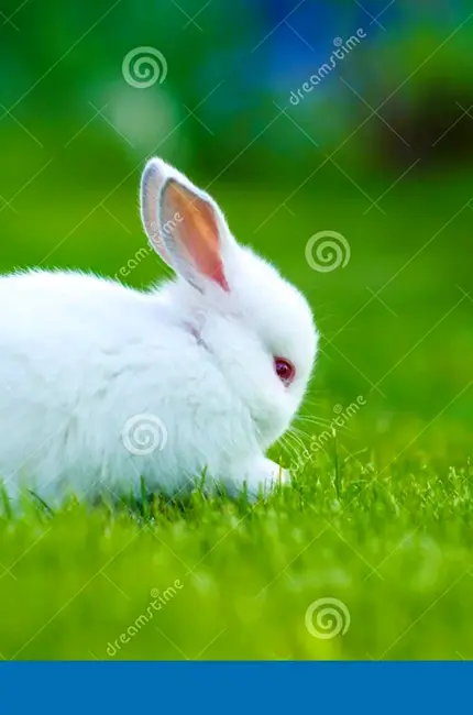 Кролик. Красивое животное