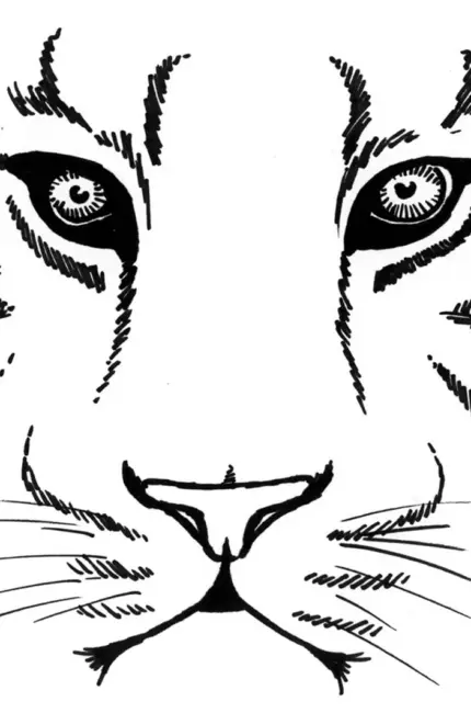 Морда тигра рисунок карандашом. Для срисовки