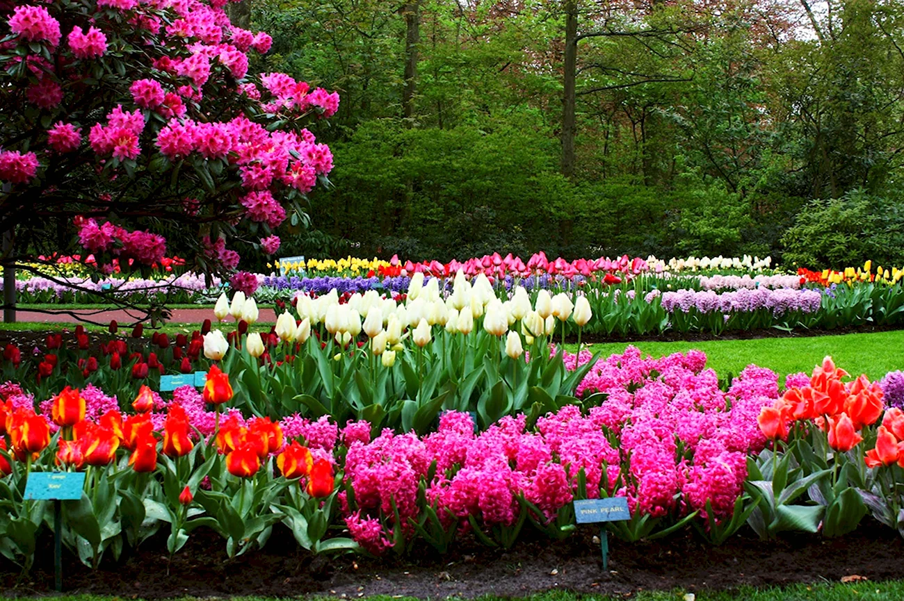 Парк Асикага тюльпаны. Красивая картинка