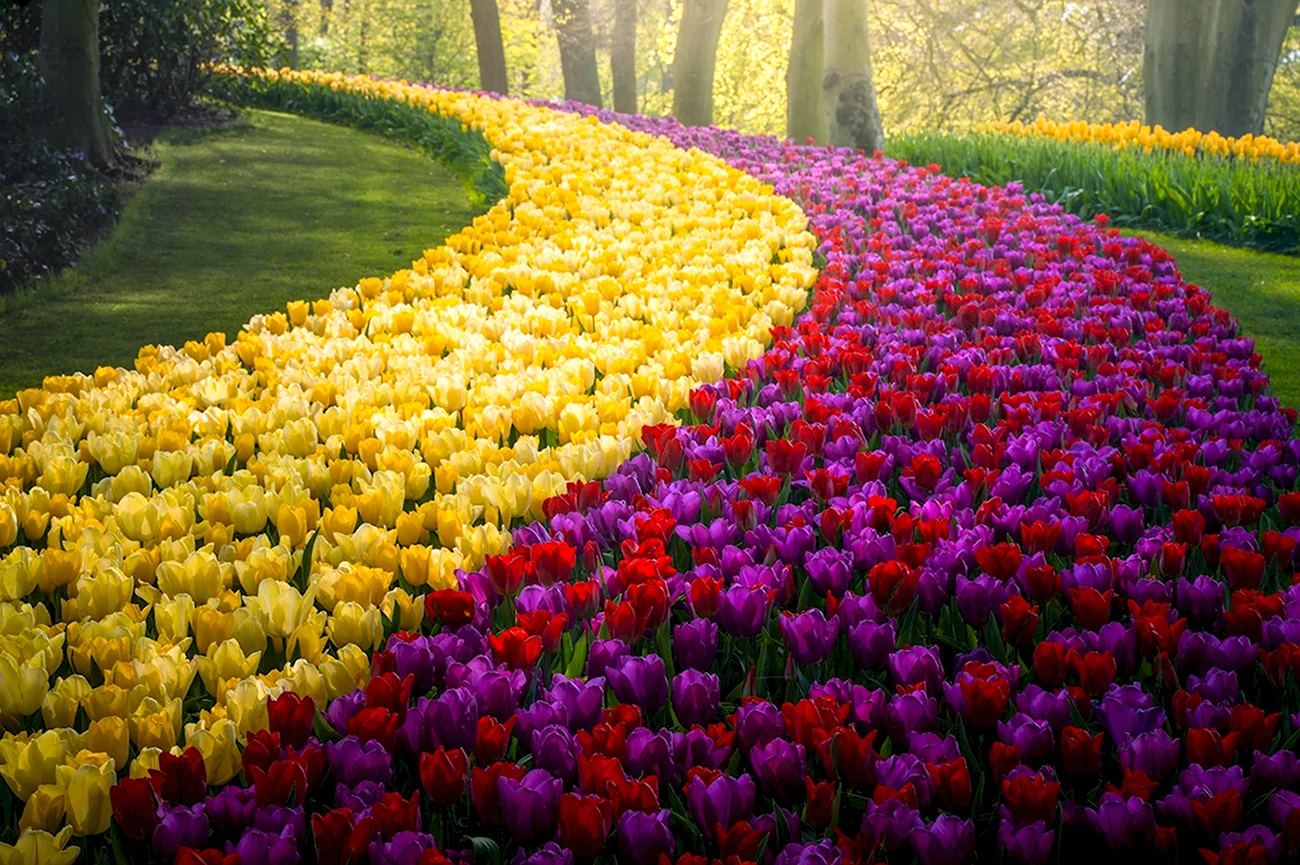 Парк тюльпанов Кекенхоф.. Красивая картинка