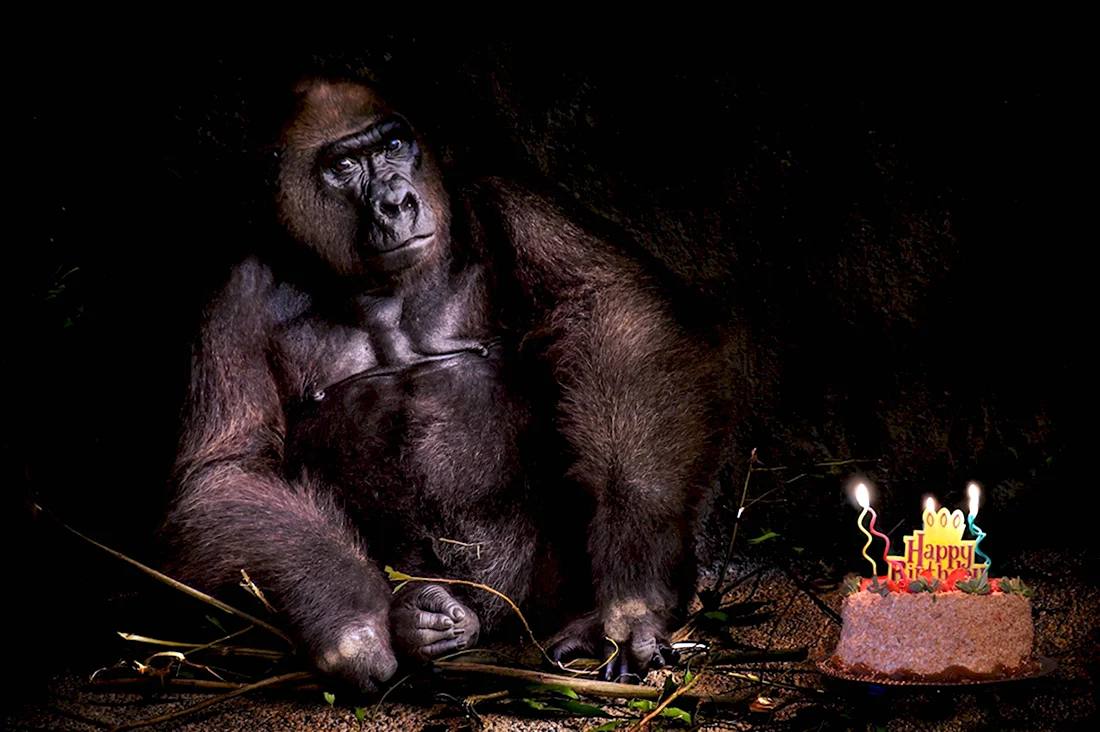 С днем рождения обезьяна. Открытка с днем рождения