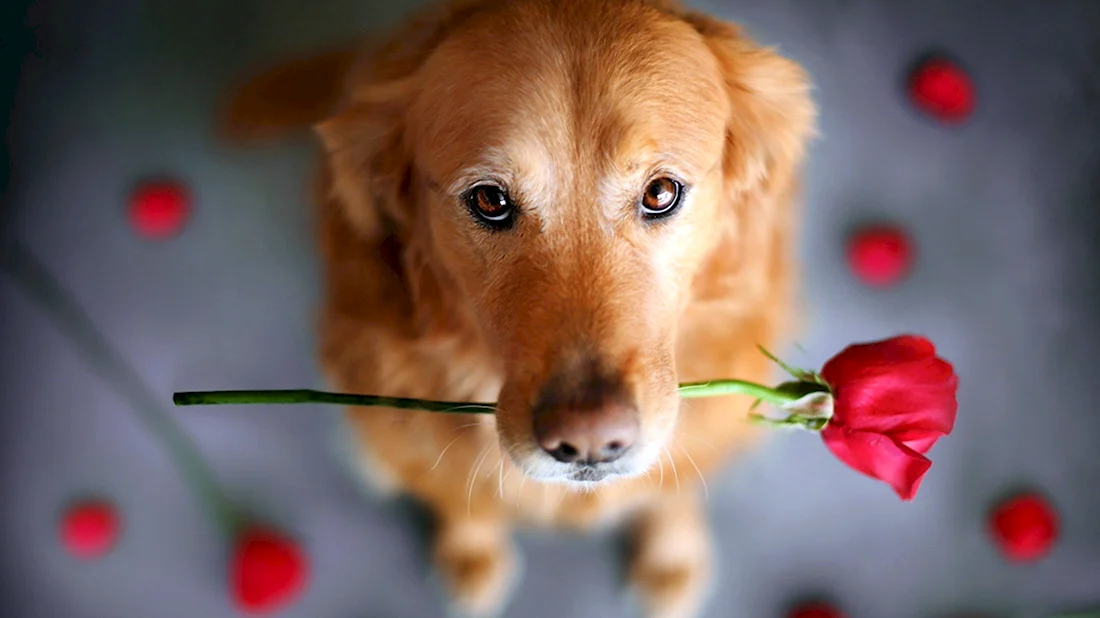Собака с розой. Открытка на каждый день