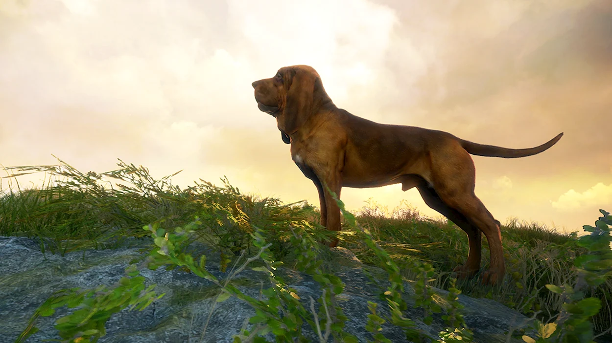 THEHUNTER Call of the Wild™ - Bloodhound. Красивое животное